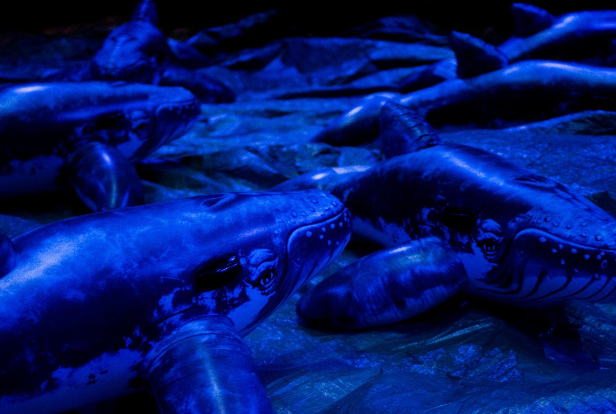 Cena iluminada a azul com várias baleias insufláveis expostas em conjunto. - Rui Palma