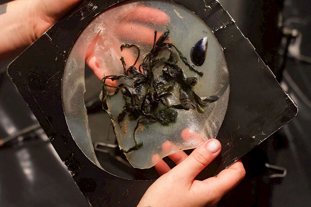 ALKANARA - Duas mãos seguram uma película circular de bioplástico com algas marinhas e conchas de mexilhões incorporadas, destacando um material sustentável. O tom é inovador e ecológico. - ©Maria Novo