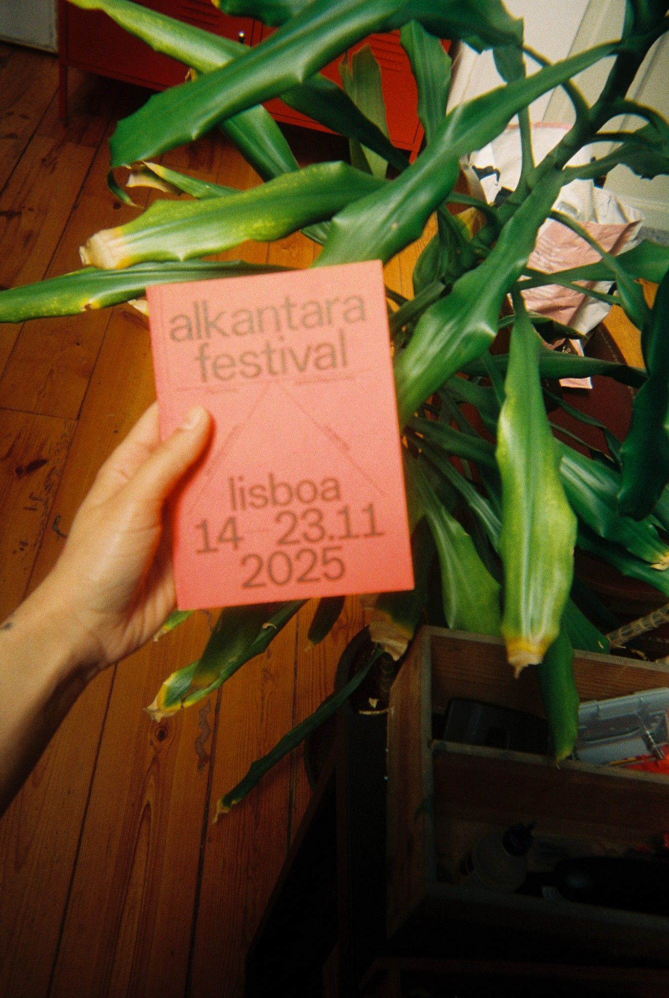 ALKANTARA - Alkantara Festival 2025: memórias em analógico - ©