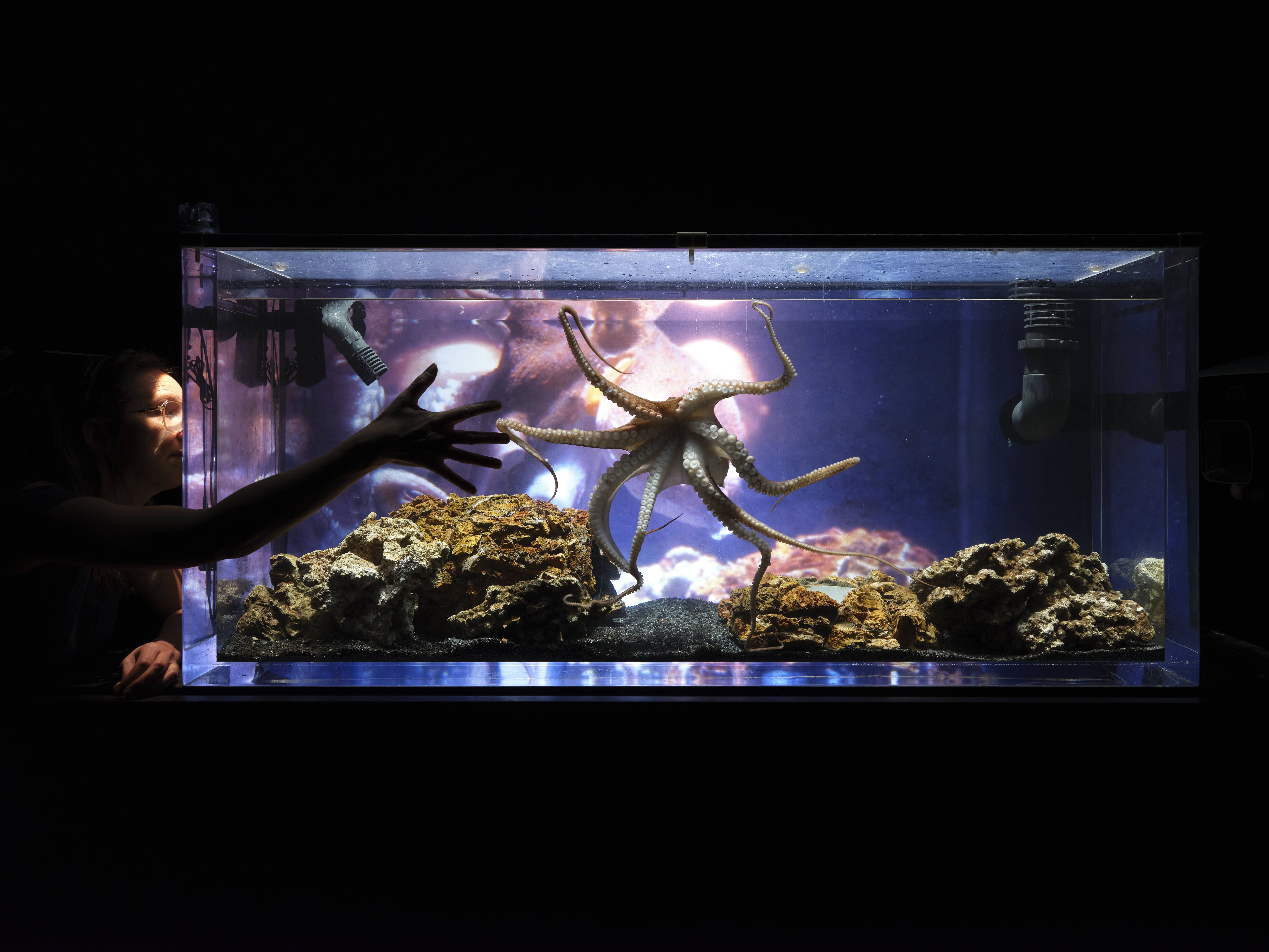 Um grande aquário iluminado num espaço escuro, com um polvo no centro com os tentáculos estendidos sobre rochas. À esquerda, uma pessoa espreita de lado com a mão encostada ao vidro em direção ao polvo. - Philippe Weissbrodt